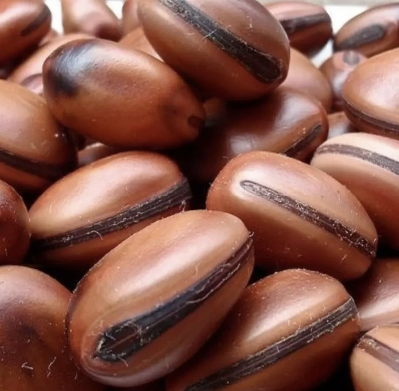 Sementes Olho De Boi Natural Sem Furo Macunã (Unidade)