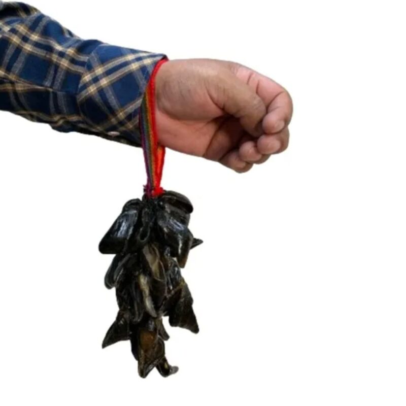 Charjcha Chocalho Unha De Lhama Musical Xamanico Percussão